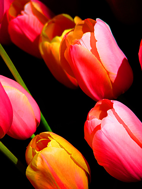 tulips.jpg (80511 bytes)